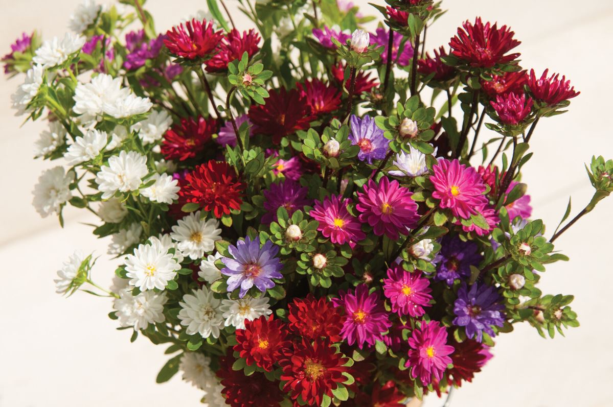 Serenade Mix – China Aster Seed